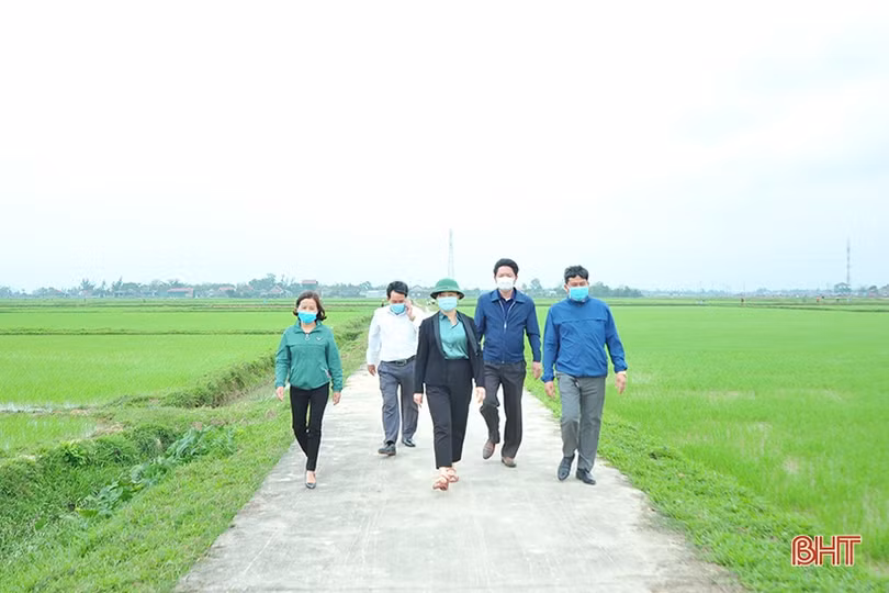 Lãnh đạo Hội Nông dân Hà Tĩnh xuống đồng, động viên nông dân sản xuất