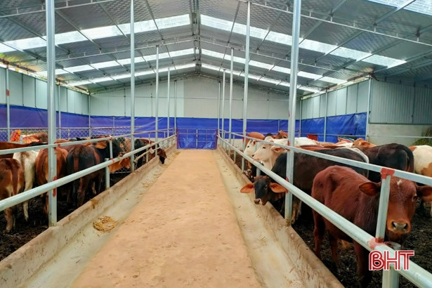 Nghiêm ngặt phòng dịch, Vũ Quang quyết ngăn bệnh viêm da nổi cục trên đàn trâu, bò