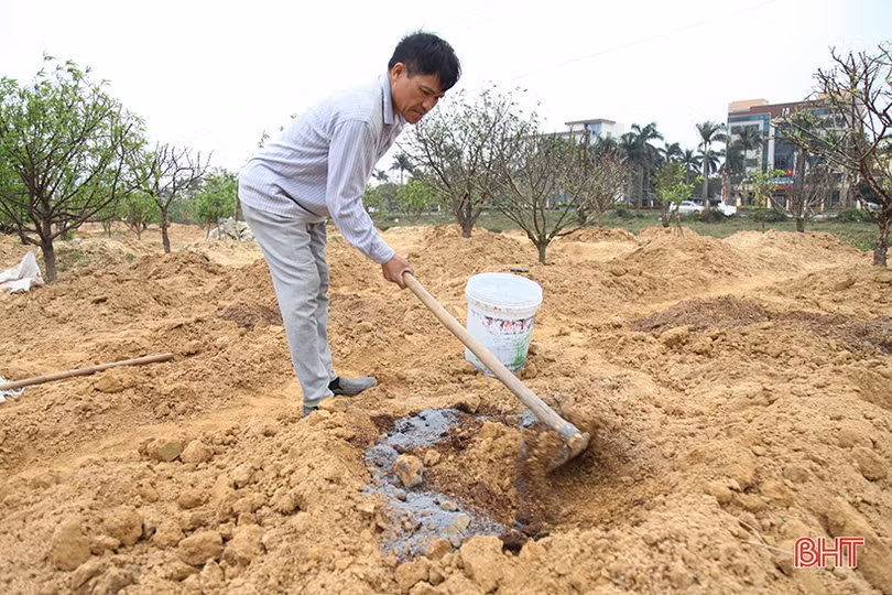 Nghề chăm sóc đào cảnh sau tết ở Hà Tĩnh cũng lắm công phu