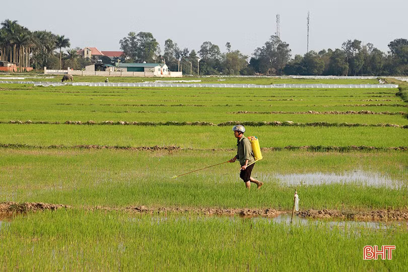 Nông dân Hà Tĩnh vui tết không quên chăm sóc lúa