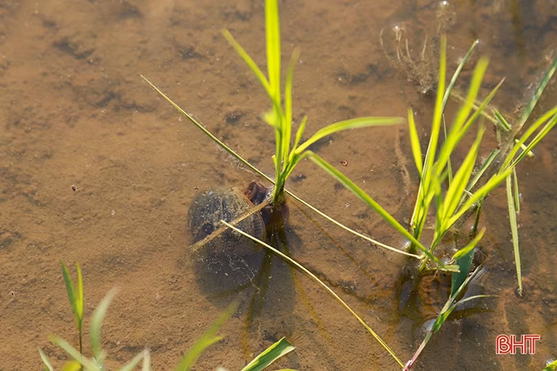 Nông dân Hà Tĩnh vui tết không quên chăm sóc lúa