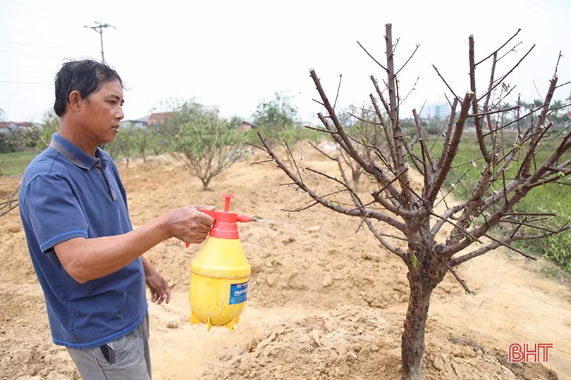 Nghề chăm sóc đào cảnh sau tết ở Hà Tĩnh cũng lắm công phu