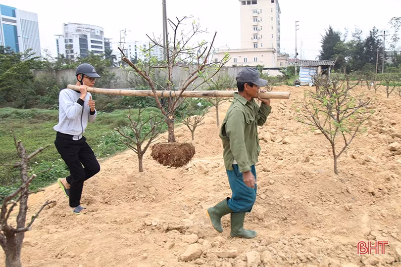 Nghề chăm sóc đào cảnh sau tết ở Hà Tĩnh cũng lắm công phu