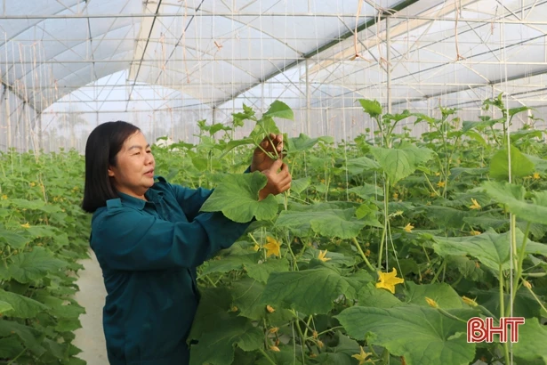 Mô hình dưa chuột Nhật Bản trong nhà lưới đầu tiên ở Can Lộc thu hơn 100 triệu đồng sau 2 tháng