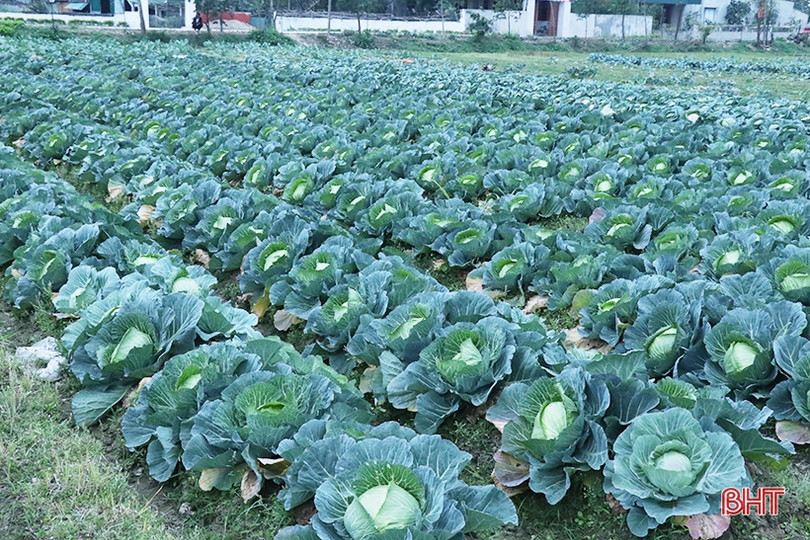 Nông dân Thạch Hà hứng khởi ra đồng đầu năm mới