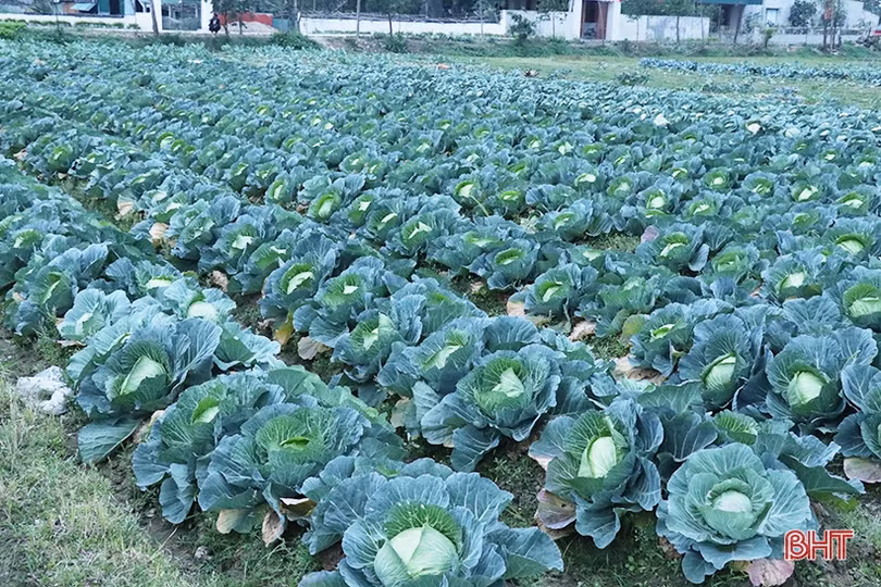 Nông dân Thạch Hà hứng khởi ra đồng đầu năm mới