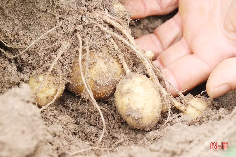 Nông dân Thạch Hà hứng khởi ra đồng đầu năm mới