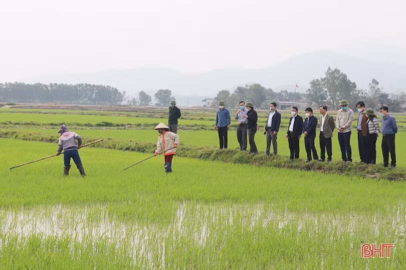 Các địa phương, đơn vị ở Hà Tĩnh phát động trồng cây đầu năm