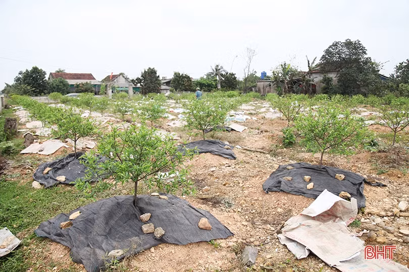 Nghề chăm sóc đào cảnh sau tết ở Hà Tĩnh cũng lắm công phu