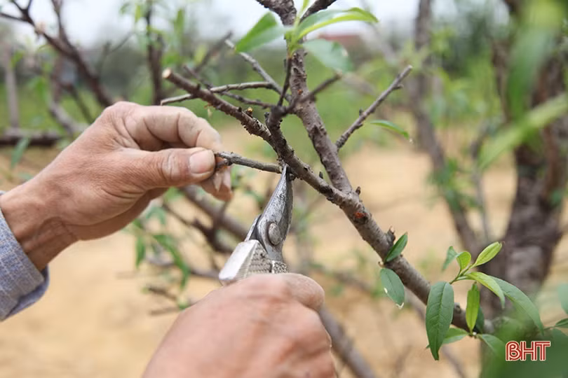 Nghề chăm sóc đào cảnh sau tết ở Hà Tĩnh cũng lắm công phu