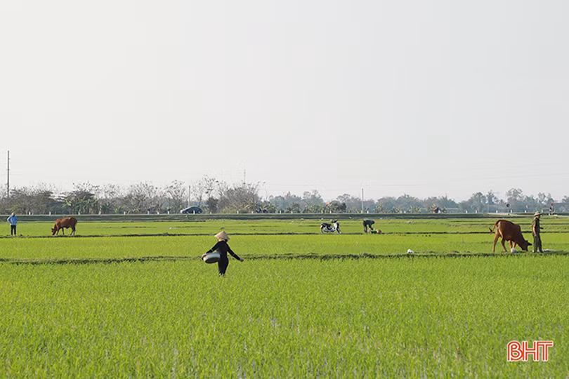 Nông dân Hà Tĩnh vui tết không quên chăm sóc lúa