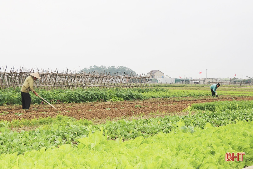 Nông dân Thạch Hà hứng khởi ra đồng đầu năm mới