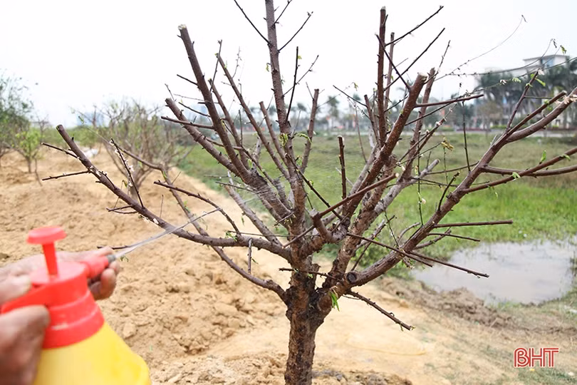 Nghề chăm sóc đào cảnh sau tết ở Hà Tĩnh cũng lắm công phu