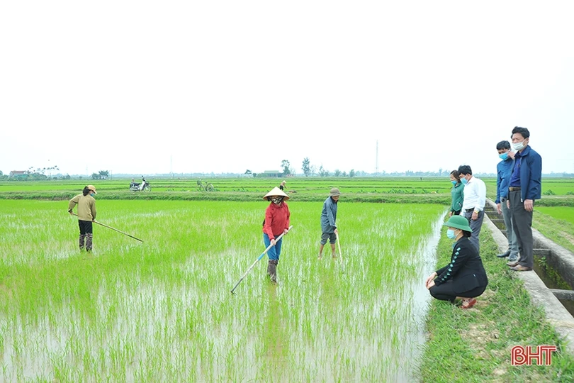 Lãnh đạo Hội Nông dân Hà Tĩnh xuống đồng, động viên nông dân sản xuất