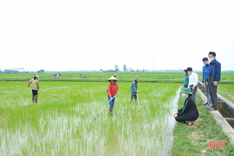 Lãnh đạo Hội Nông dân Hà Tĩnh xuống đồng, động viên nông dân sản xuất