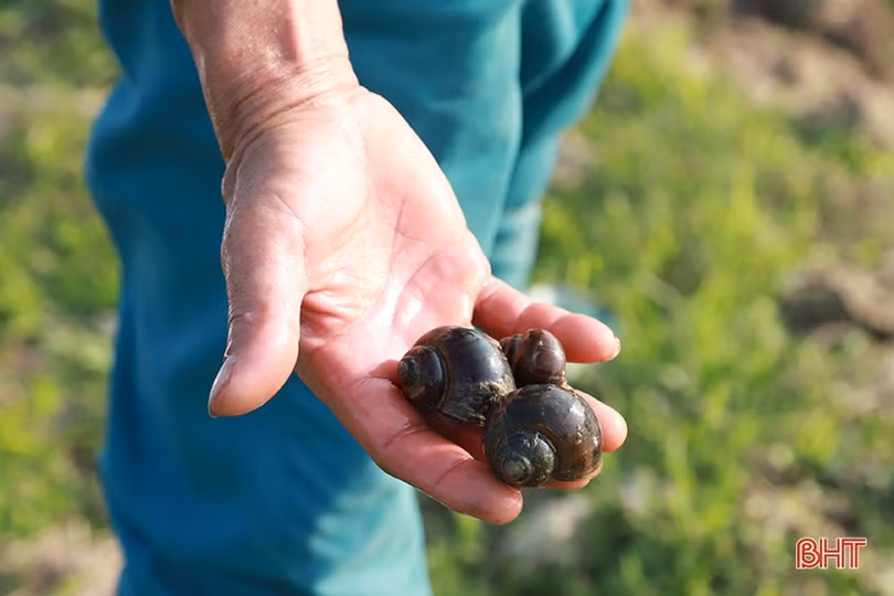 Nông dân Hà Tĩnh vui tết không quên chăm sóc lúa