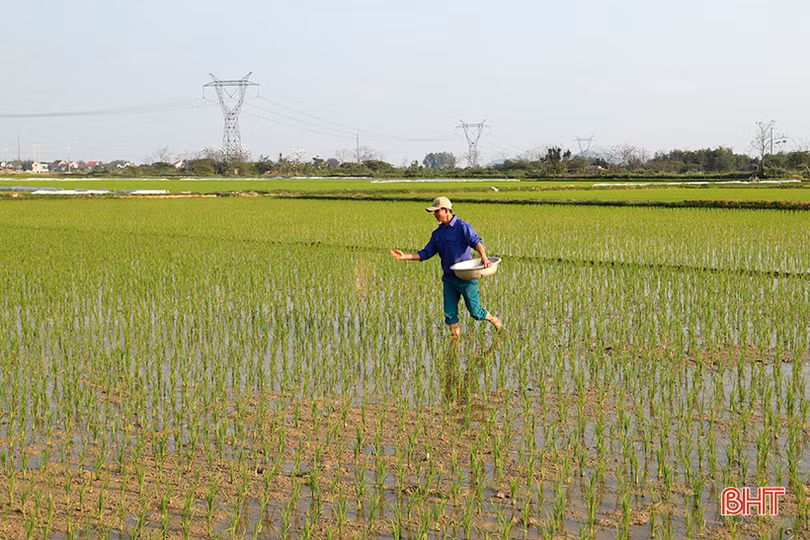 Nông dân Hà Tĩnh vui tết không quên chăm sóc lúa