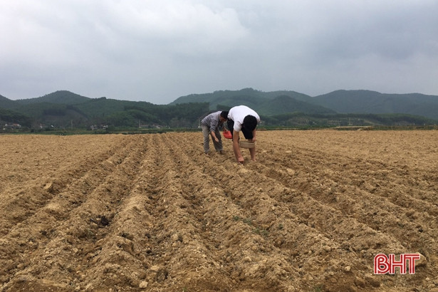 Nông dân Vũ Quang tập trung gieo trỉa 470 ha lạc xuân trước 26/2