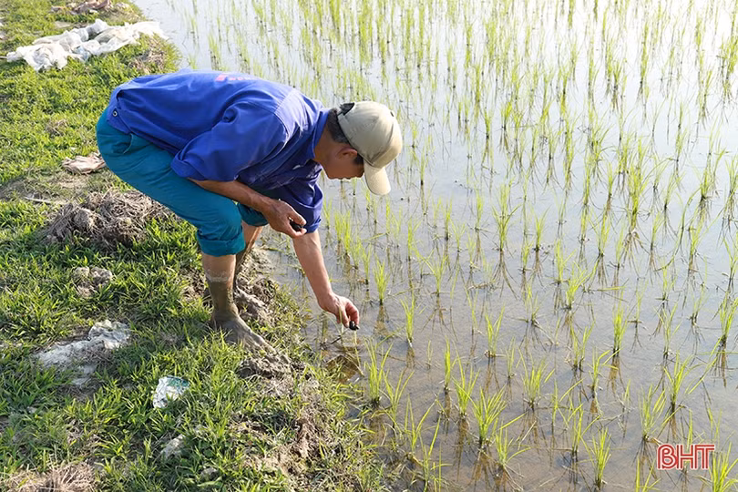 Nông dân Hà Tĩnh vui tết không quên chăm sóc lúa