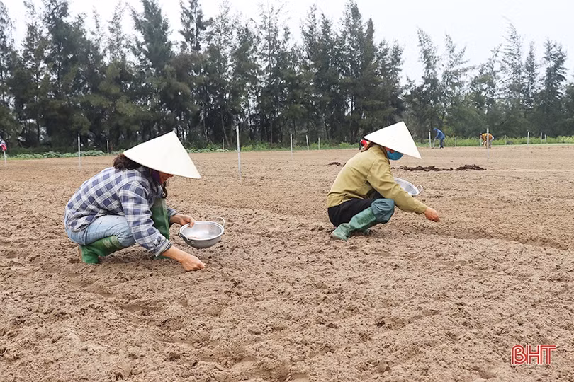 Nông dân Thạch Hà hứng khởi ra đồng đầu năm mới