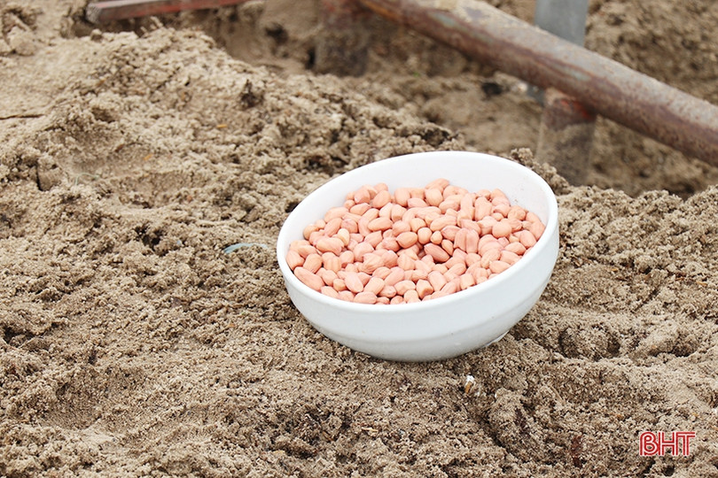 Nông dân Thạch Hà hứng khởi ra đồng đầu năm mới