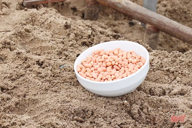 Nông dân Thạch Hà hứng khởi ra đồng đầu năm mới