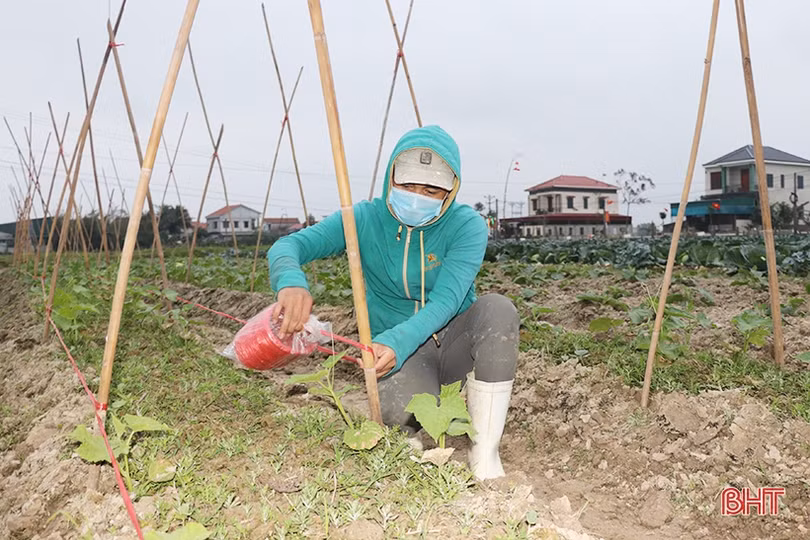 Nông dân Thạch Hà hứng khởi ra đồng đầu năm mới
