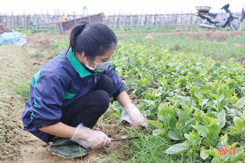Nông dân Thạch Hà hứng khởi ra đồng đầu năm mới