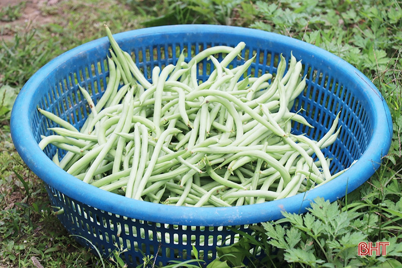 Nông dân Thạch Hà hứng khởi ra đồng đầu năm mới