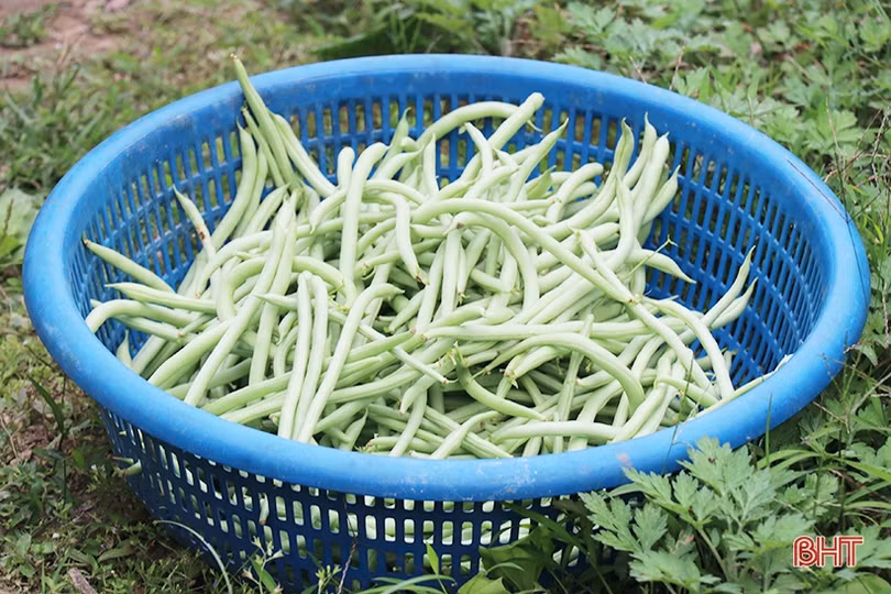 Nông dân Thạch Hà hứng khởi ra đồng đầu năm mới