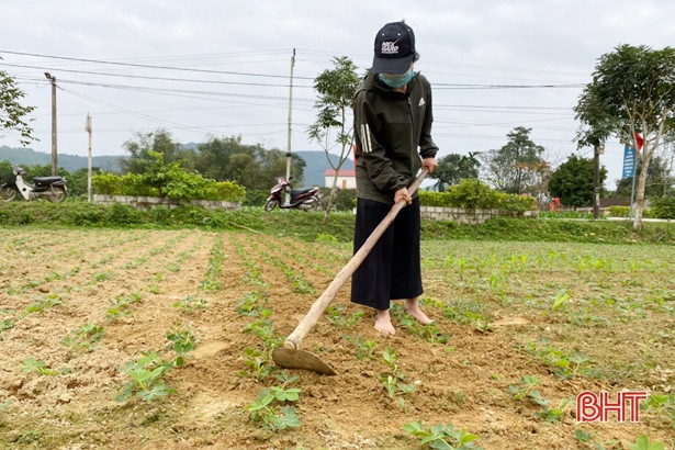 Nông dân Vũ Quang tập trung gieo trỉa 470 ha lạc xuân trước 26/2