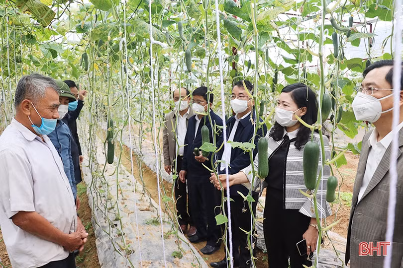 Các địa phương, đơn vị ở Hà Tĩnh phát động trồng cây đầu năm