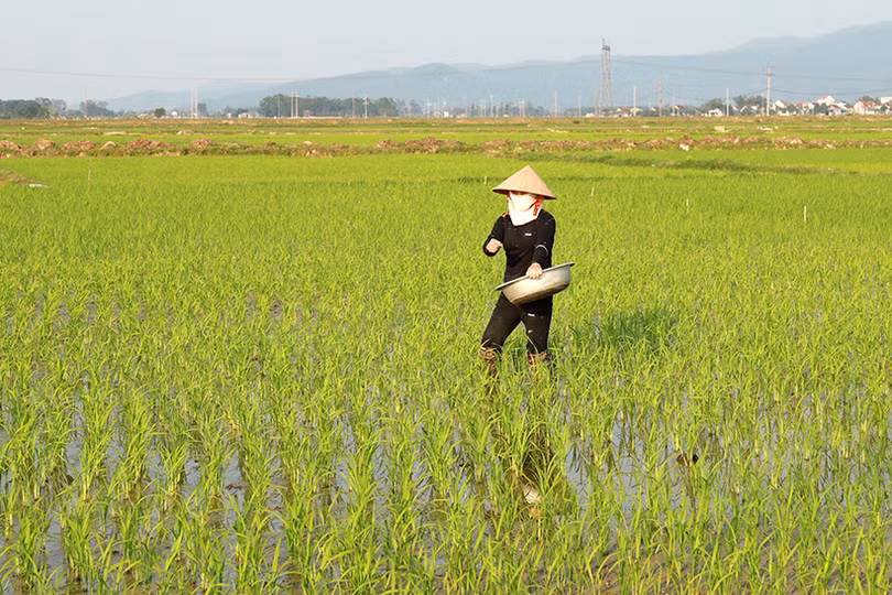 Nông dân Hà Tĩnh vui tết không quên chăm sóc lúa