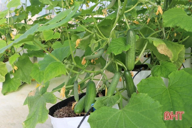 Mô hình dưa chuột Nhật Bản trong nhà lưới đầu tiên ở Can Lộc thu hơn 100 triệu đồng sau 2 tháng