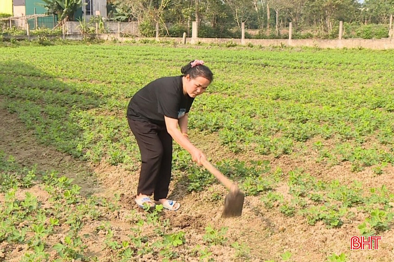 Muốn kiếm thêm việc làm nhưng chị Tâm không thể bỏ mặc 2 con nên chỉ quanh quẩn làm vườn, kiếm thêm thu nhập.
