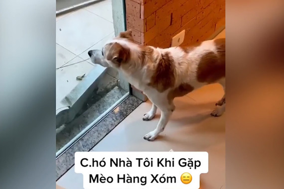 Chó run bần bật khi thấy mèo