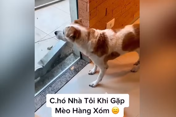 Chó run bần bật khi thấy mèo