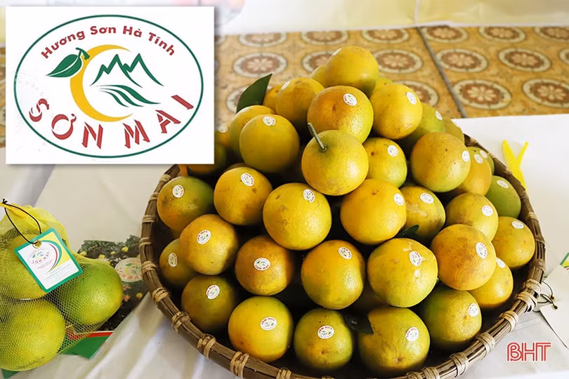 Hành trình đưa sản vật “Cam Sơn Mai” đạt văn bằng bảo hộ nhãn hiệu