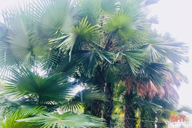 Đông về ăn cọ hấp - đặc sản của tuổi thơ ở vùng quê Hà Tĩnh