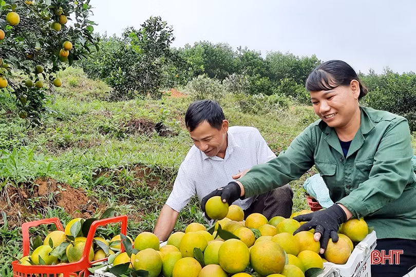 Hành trình đưa sản vật “Cam Sơn Mai” đạt văn bằng bảo hộ nhãn hiệu