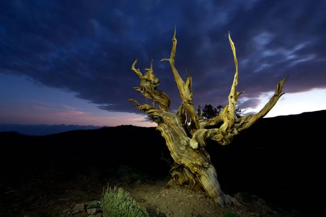 Cây cổ thụ lâu đời nhất thế giới vẫn còn sống