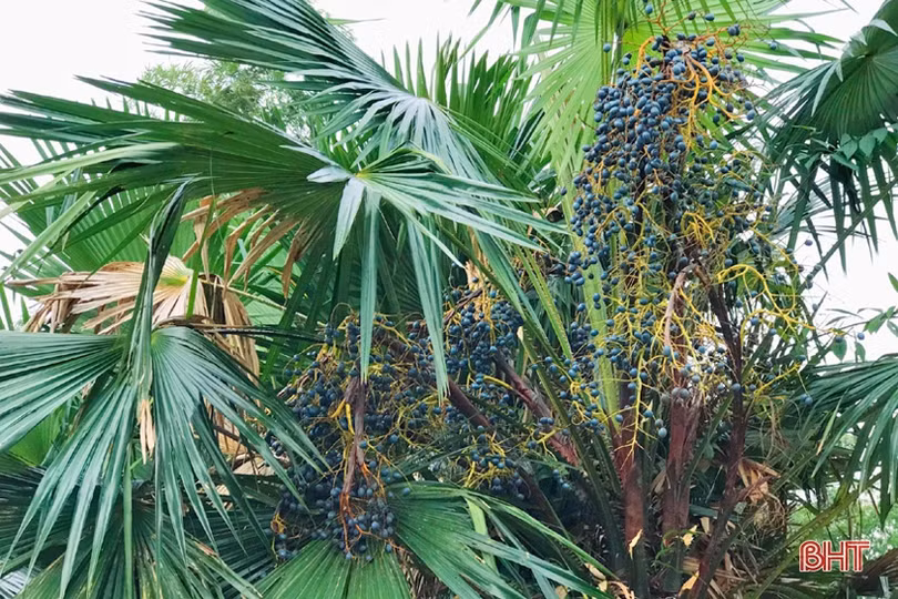 Đông về ăn cọ hấp - đặc sản của tuổi thơ ở vùng quê Hà Tĩnh