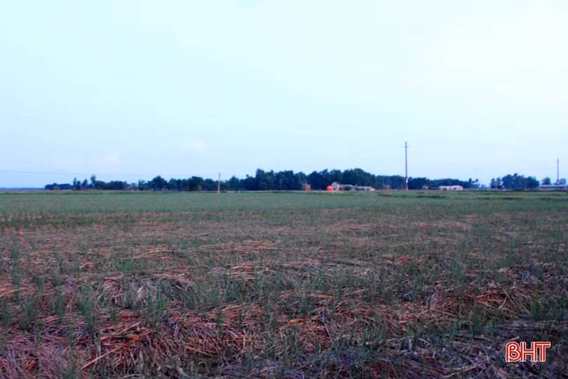 “Mát mắt” với ruộng rau giống vụ đông thu tiền triệu mỗi ngày của nông dân Hà Tĩnh