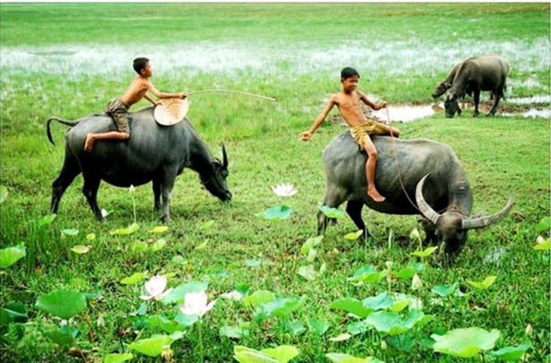 Trâu ơi! Có nhớ thương đồng?