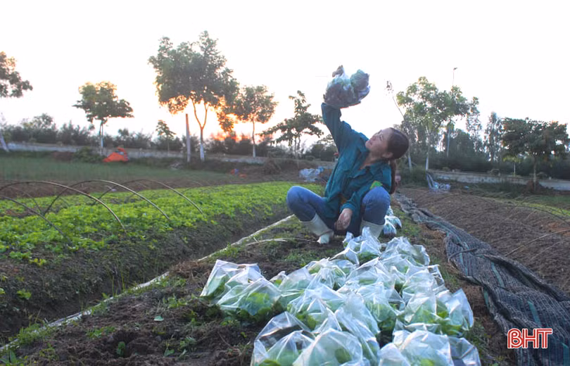 “Mát mắt” với ruộng rau giống vụ đông thu tiền triệu mỗi ngày của nông dân Hà Tĩnh