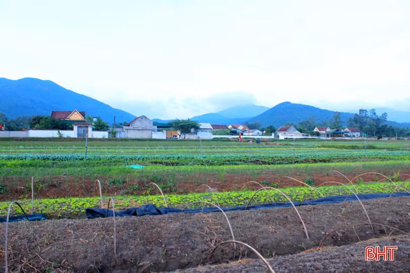 “Mát mắt” với ruộng rau giống vụ đông thu tiền triệu mỗi ngày của nông dân Hà Tĩnh