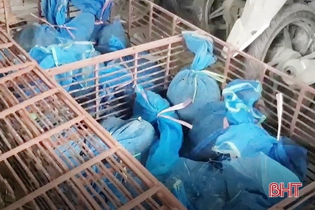 Dùng xe khách vận chuyển 30 cá thể tê tê từ Lào về Việt Nam tiêu thụ