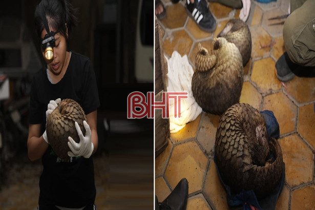 Dùng xe khách vận chuyển 30 cá thể tê tê từ Lào về Việt Nam tiêu thụ