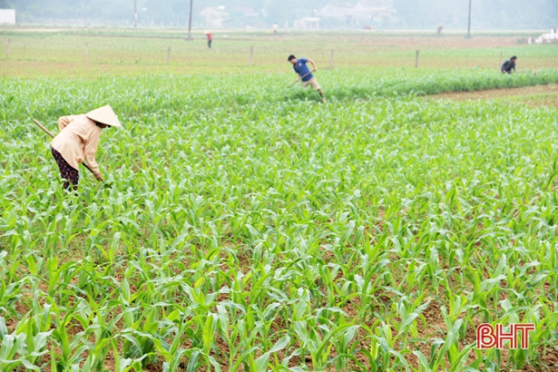 Hà Tĩnh ghi nhận bị sâu keo mùa thu gây hại trên 52 ha ngô