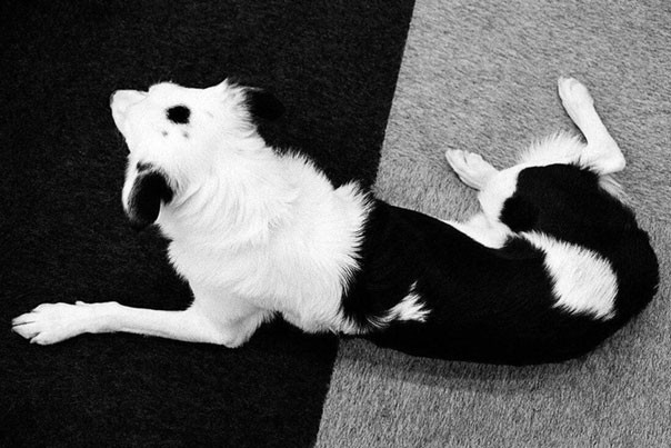 Sắp xếp “đã mắt” cho những ai yêu thích sự hoàn hảo